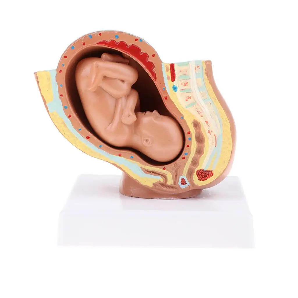 School Educational ToyHuman Fetal Development Lab Supplies Fetus