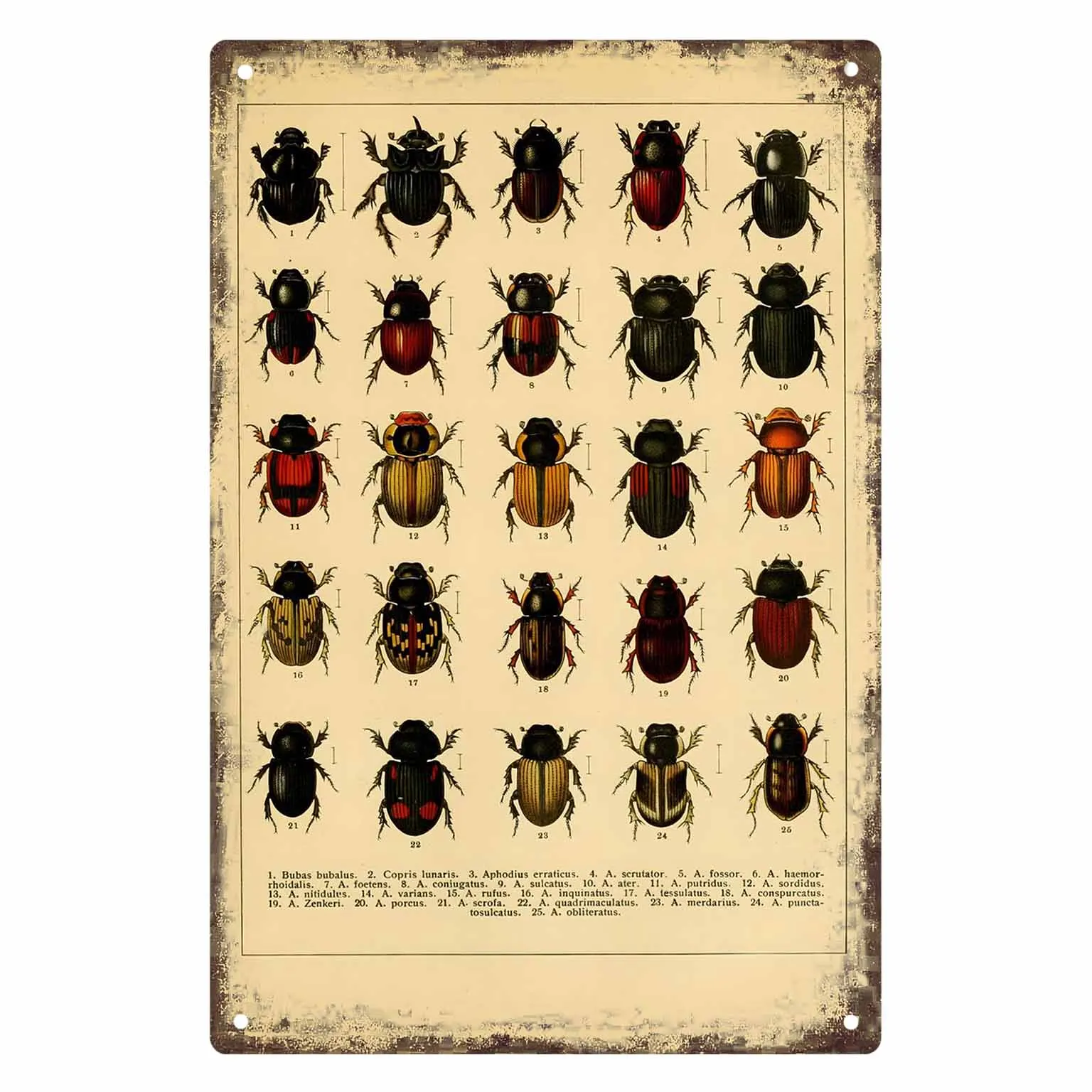 2D FLAT 1pc Vintage Beetle Specimen Chart Metal Wall Sign Decoration for Home Cafe Garage Bedroom Porch And Garden