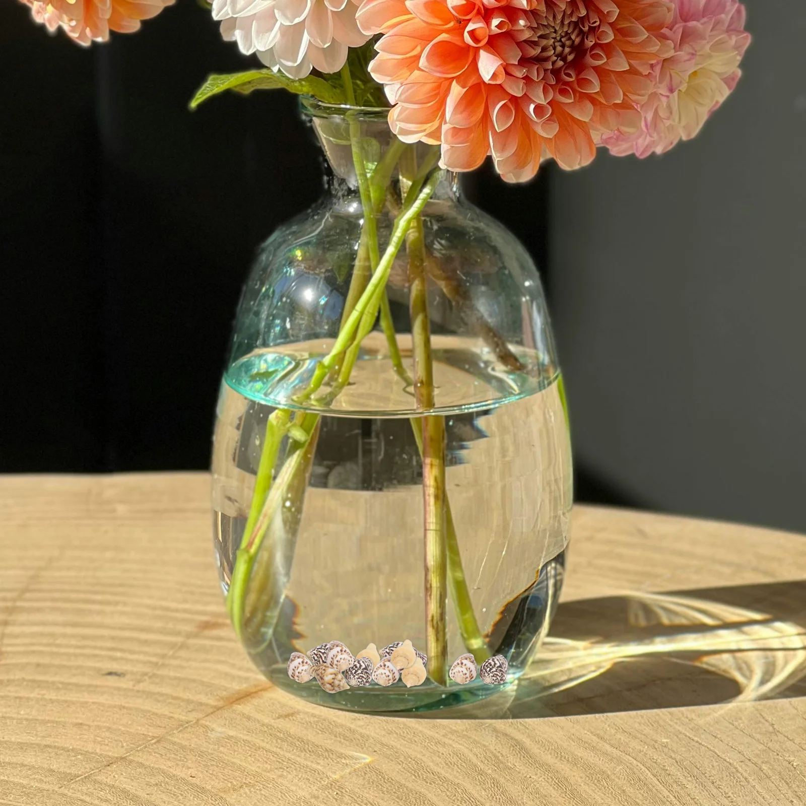 

1 Bottle Seashells Various Sizes For Crafts Diy Decor Vase Filler Aquarium Beach Wedding Party Ocean Themed