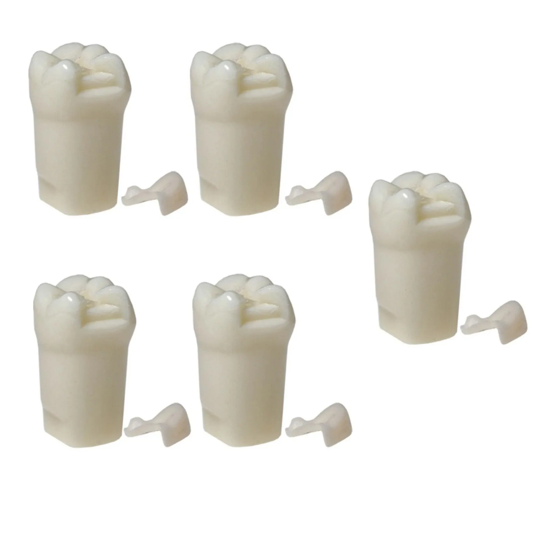 36# Dental Inlay Onlay Practice Teeth Model Resin Tooth Model for Cavity Filling Veneer Restoration Dentist Teaching Tool
