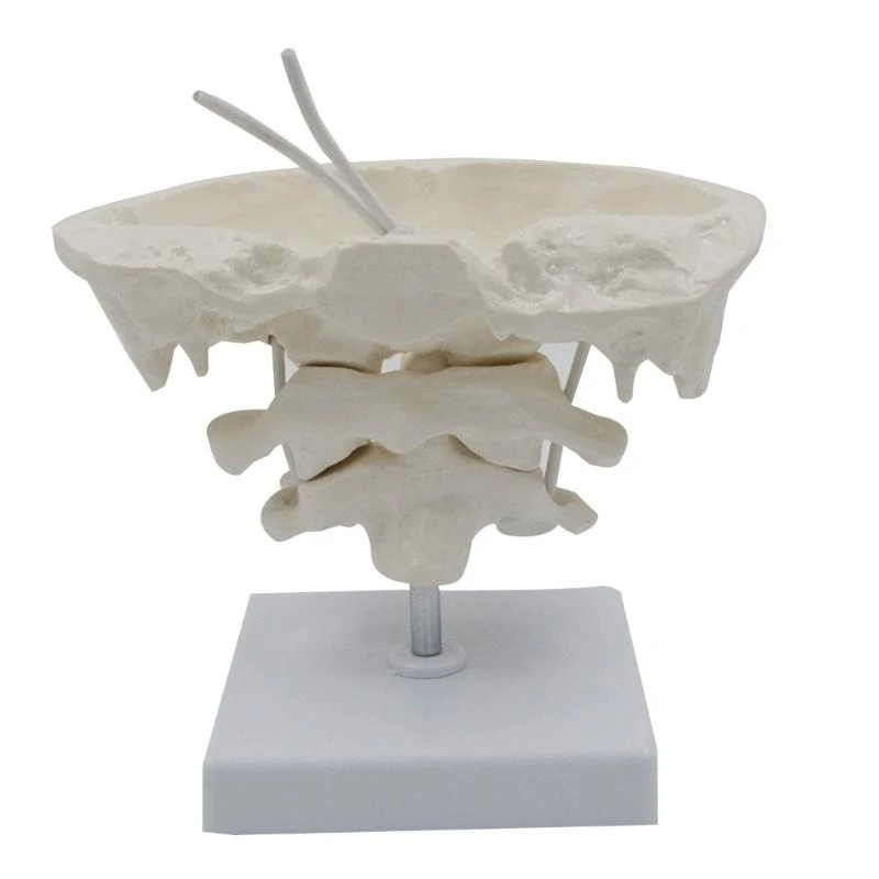 1,5x затылочная кость с базовой докторской доктором Анатомии Анатомия в классе для класса анатомии включает в себя подробные