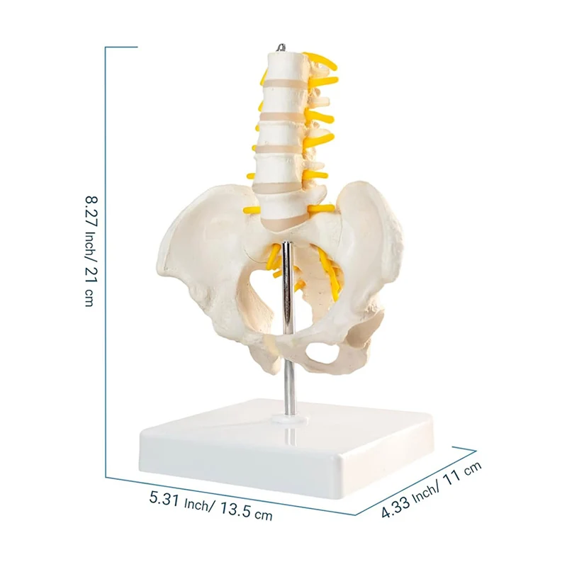 Mini Human Pelvic With Five Lumbar Vertebrae Model Spinal Nerves Column Spine Model Skeleton Anatomy