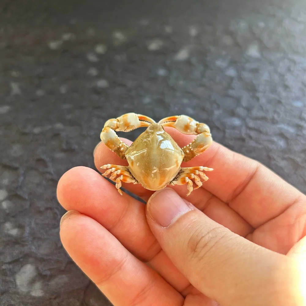 Marco de fotos de espécimen de cangrejo de jade giratorio en arena hecho a mano, regalo de colección para hacer cangrejo real