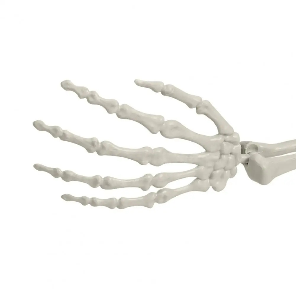 

Скелет-реквизит 1,65 м, подвижный, в натуральную величину, пластиковый, для Хэллоуина, имитация человеческого скелета, для вечеринок, домашний декор