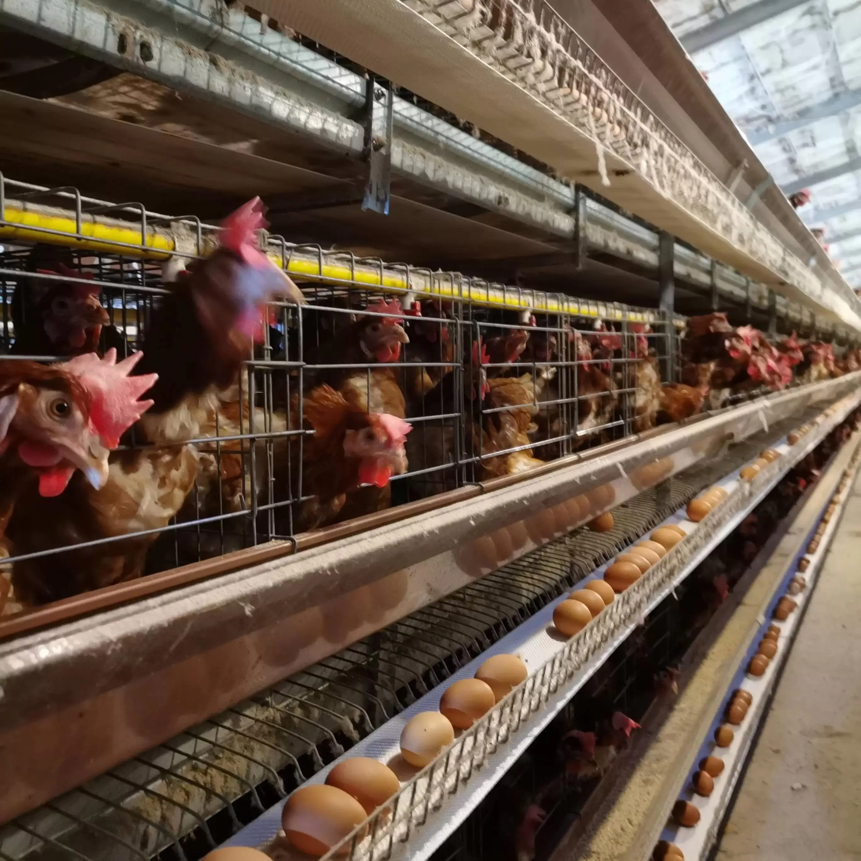 A Type Battery Layer Chicken Cage 10000 Layer Chickens Farm Cage Chicken Battery Cages Poultry Farm for Sale