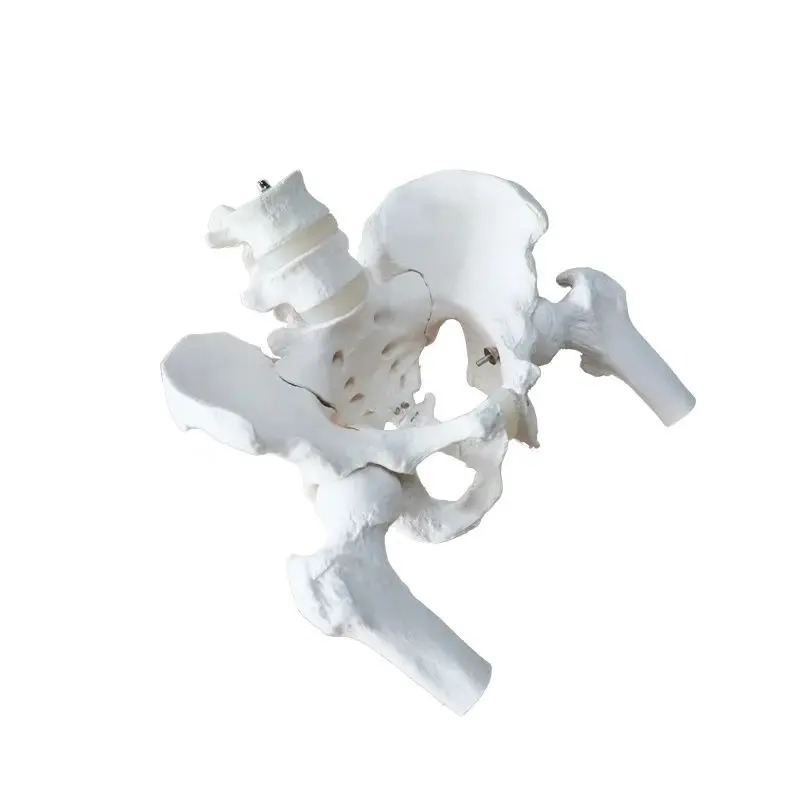 Life size Male pelvis with 2 lumbar vertebrae attached nerves with femoral model medical teaching tools