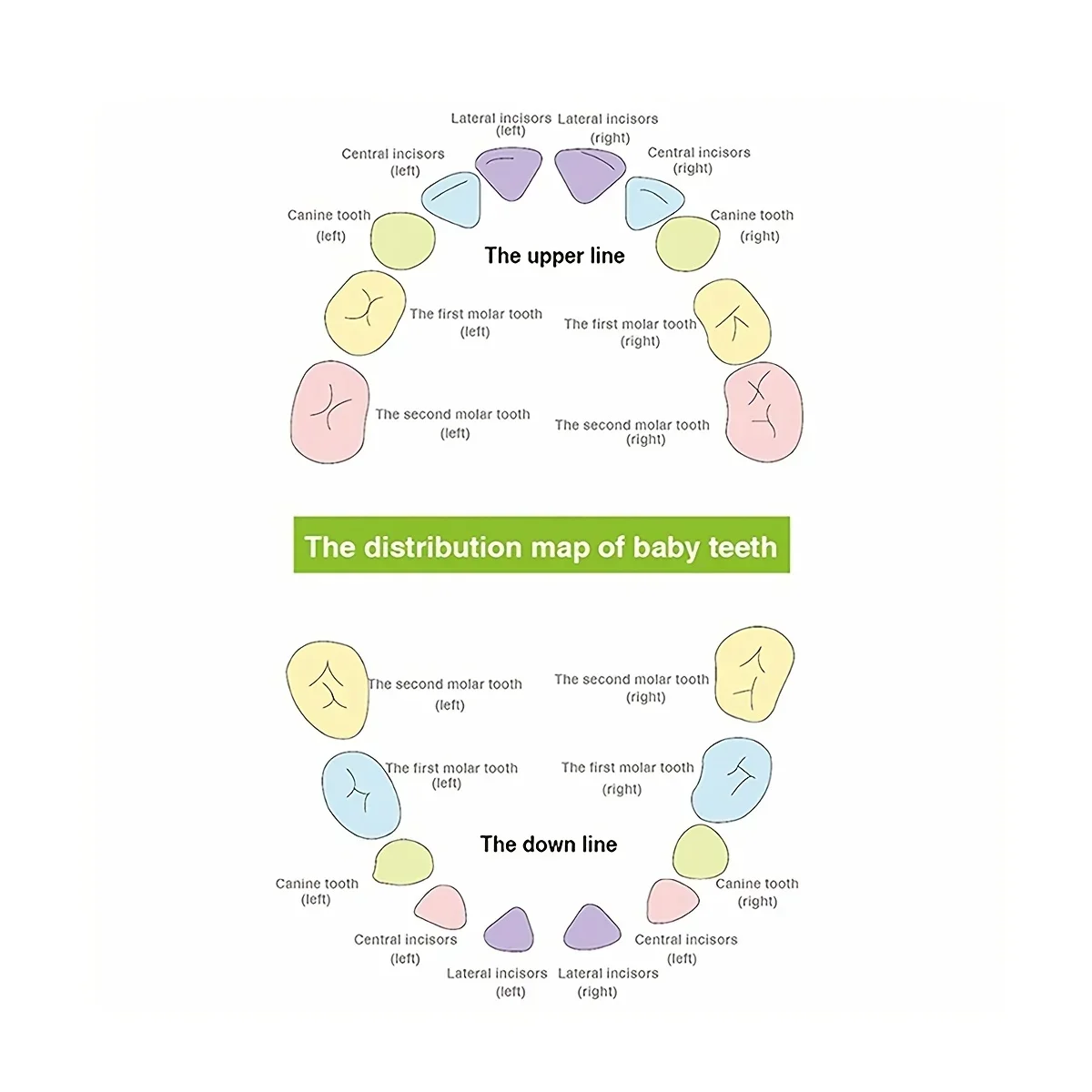 Baby Teeth Box Spanish English Wooden Lanugo Box, Kid Teeth Storage Organizer, Children Souvenirs Birthday Gifts for Boys Girls