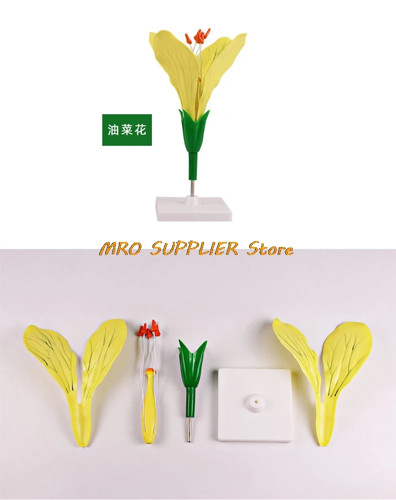 Detachable Giant Dicot Flower Cruciferae Rape Flower Anatomy Model Plant Anatomical Model Biology Teaching Experiment Equipment