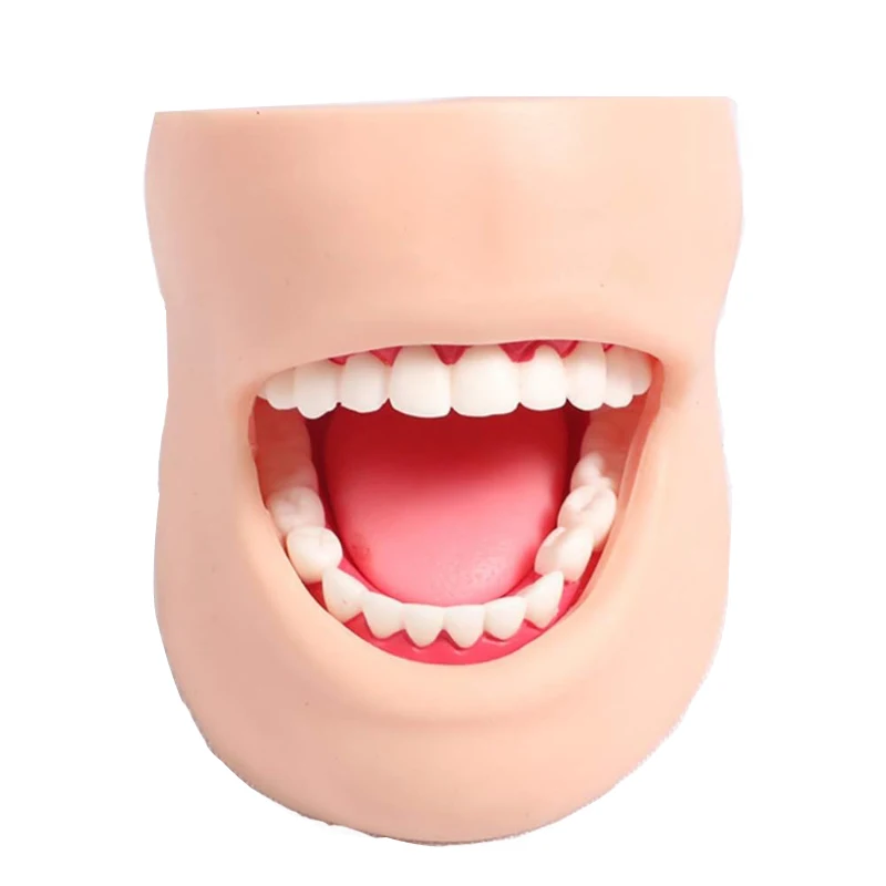 

Dental Teeth Care Model with Cheek Teaching Model Dental Nursing Cheek Care Model Oral Cleaning Model with Cheeks