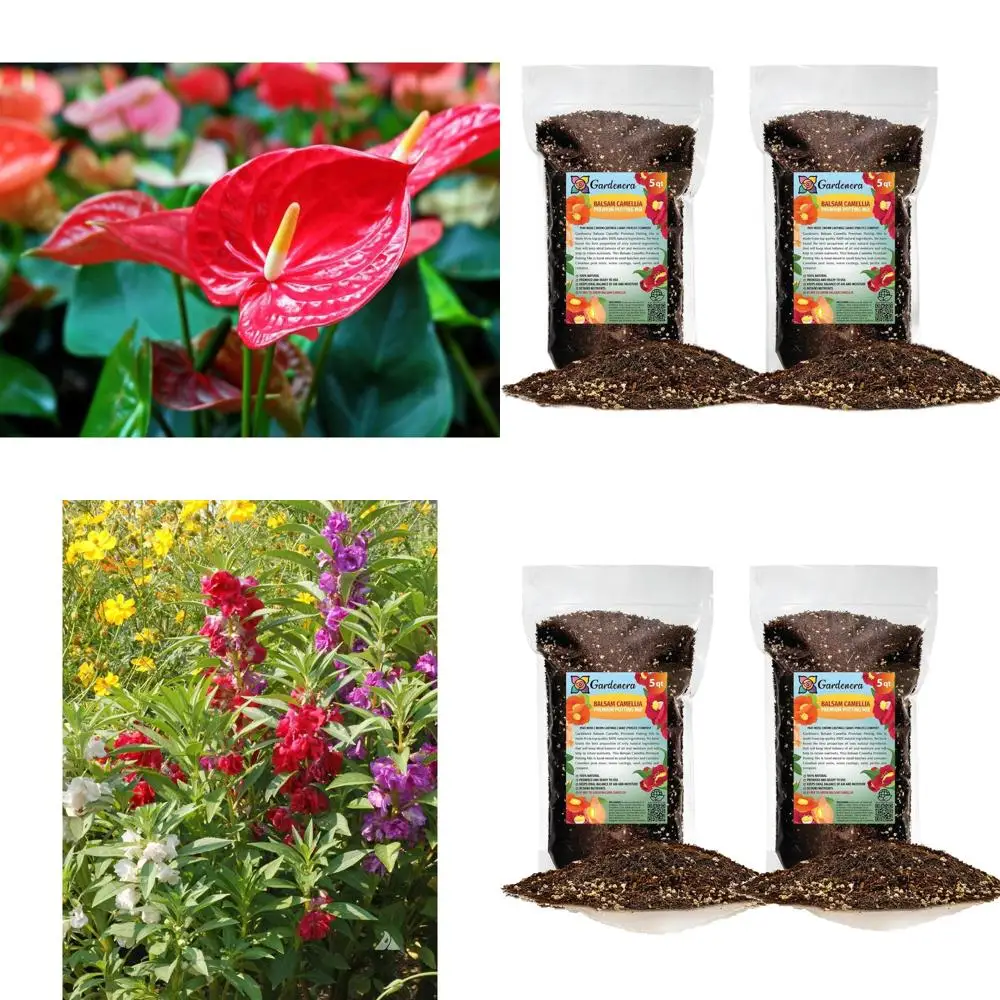 

Balsam Camellia Potting Soil Mix - Nutrient-Rich, Well-Draining, Aeration Optimized for Vibrant Blooms - 10 Quart