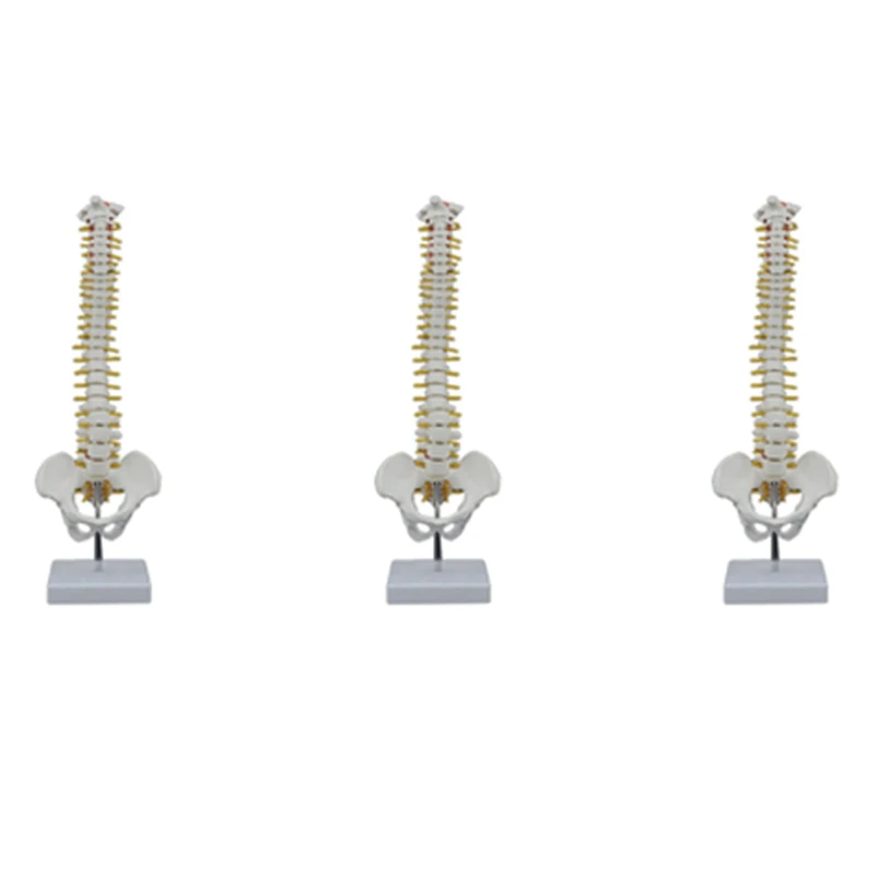 

3Pcs 45CM Human Spine With Pelvic Model Human Anatomical Anatomy Spine Model Spinal Column Model+Stand Fexible