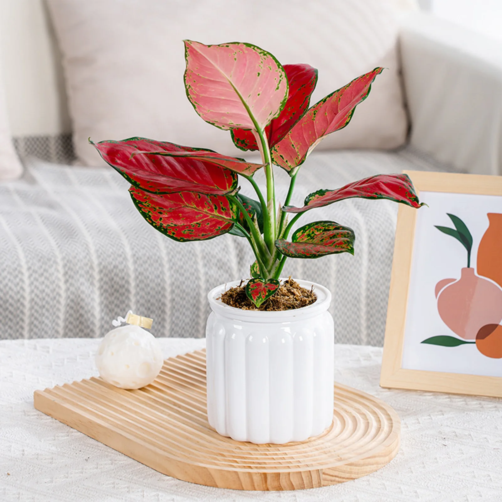 Flower Pot Transparent Plastic Self Watering Planter System for Indoor Succulents Herbs Seedlings Home Office Decor