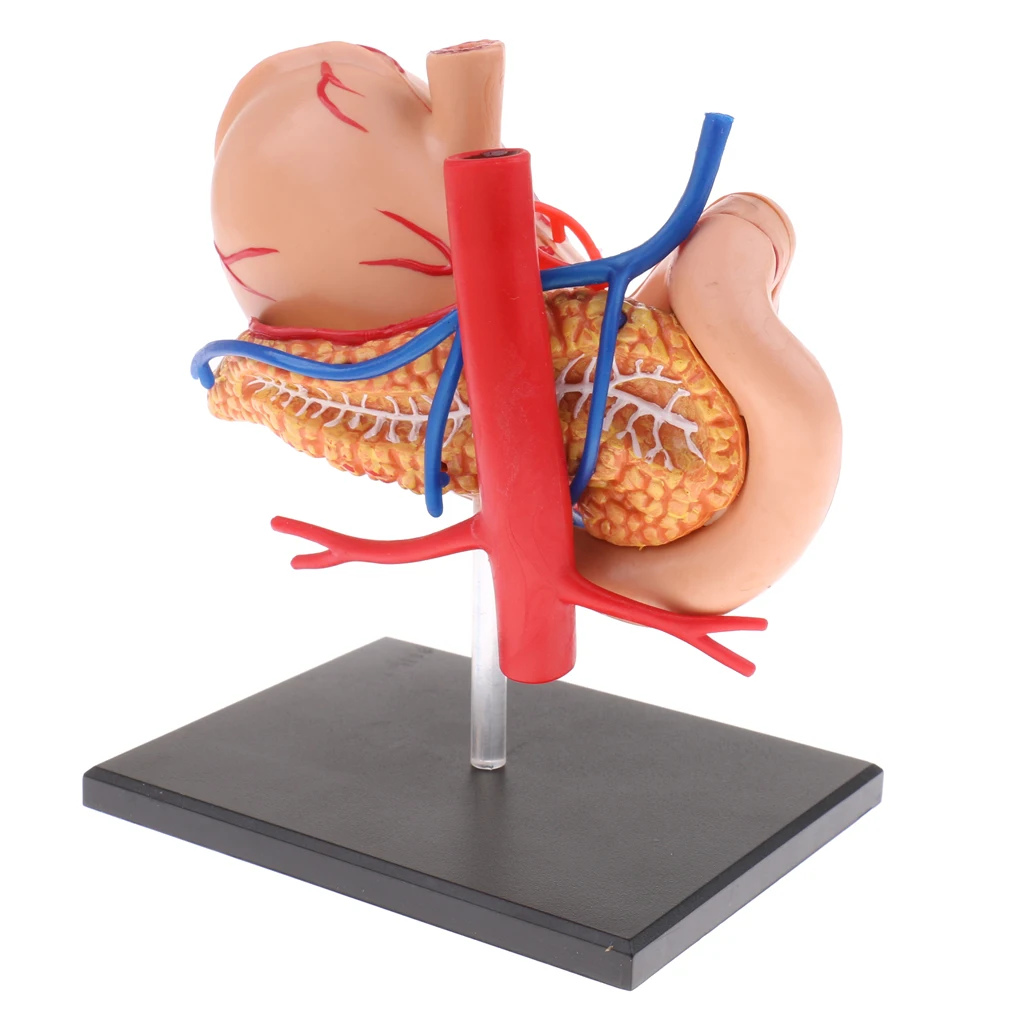 2:3 menschlichen Magen & Bauchspeicheldrüse Organe Medizin Anatomisches Modell Anatomie Wissenschaft Lernen