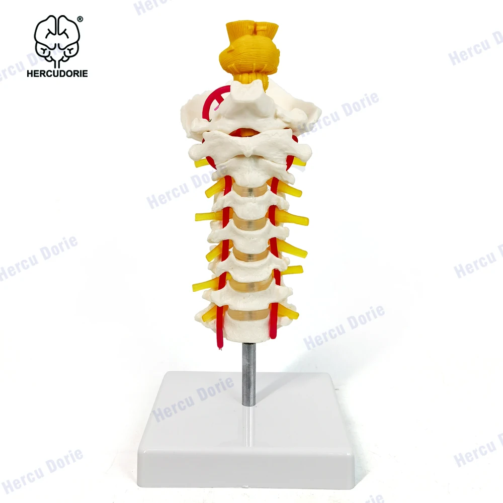 Cervical Vertebra Arteria Spine Spinal Nerves Anatomical Model Anatomy for Science Classroom Study Display Teaching Medical Mode
