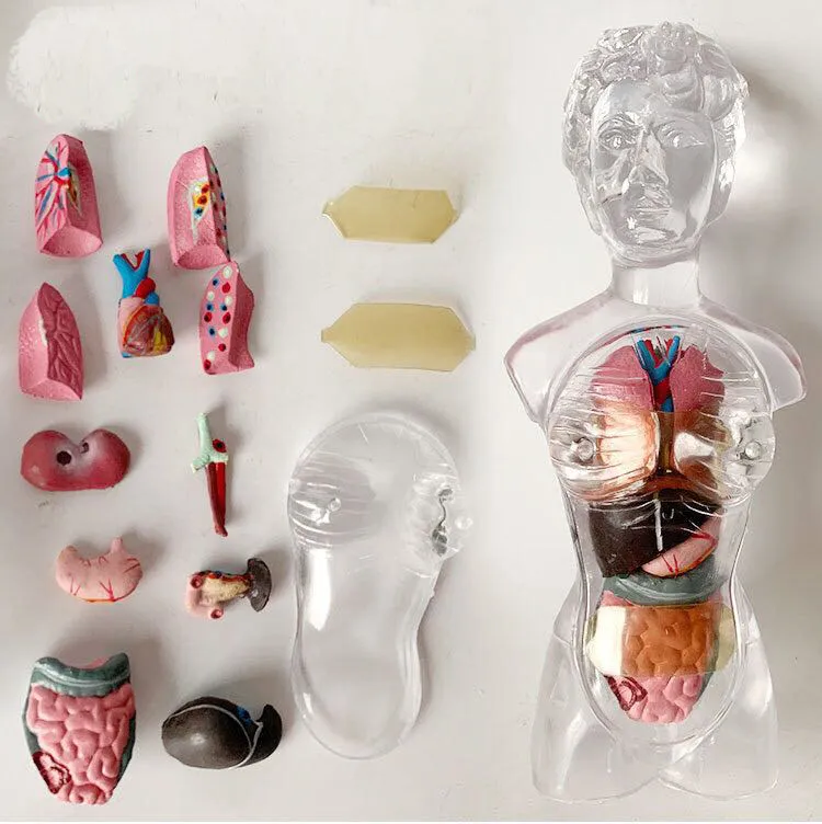 18CM Transparent Female Torso Model Detachable Organs Bloods Vessels Bones Human Body Assembly Medical Teaching Model