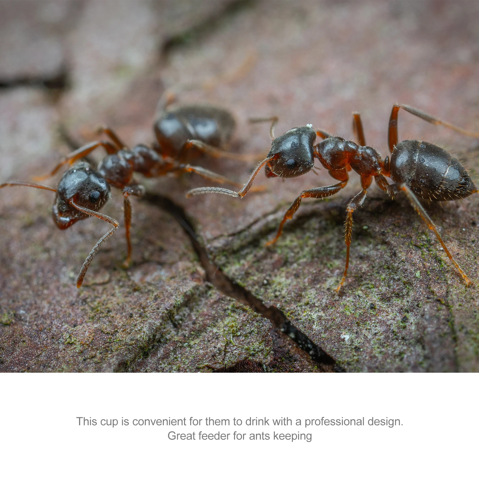 

Ant Water Feeder Nest Accessories Chook Pet Bowl Transparent Ants Watering Cup Drinking Bowls