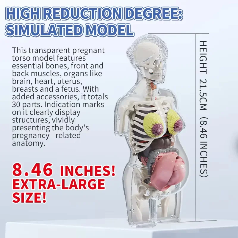 4D Human Pregnant Body Model for Kid Anatomy Skeleton Removable Simulation Organ and Skeleton Detachable Bone Body Education