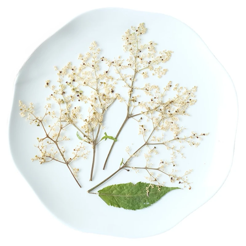 Sambucus adnata pressed flower,10-13cm,12PCs,DIY plant bookmarks,desk lamps,party greeting cards,dry flower handemade materials