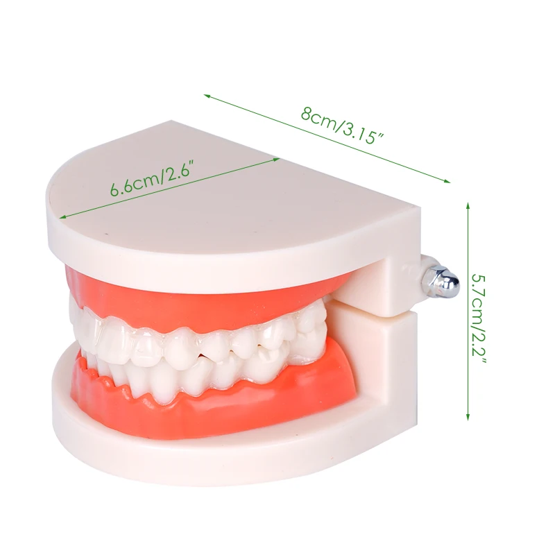 1pc Dental Teeth Model Standard Adult Tooth Demonstration Teaching Tool Dentistry Lab Teeth Learning Material