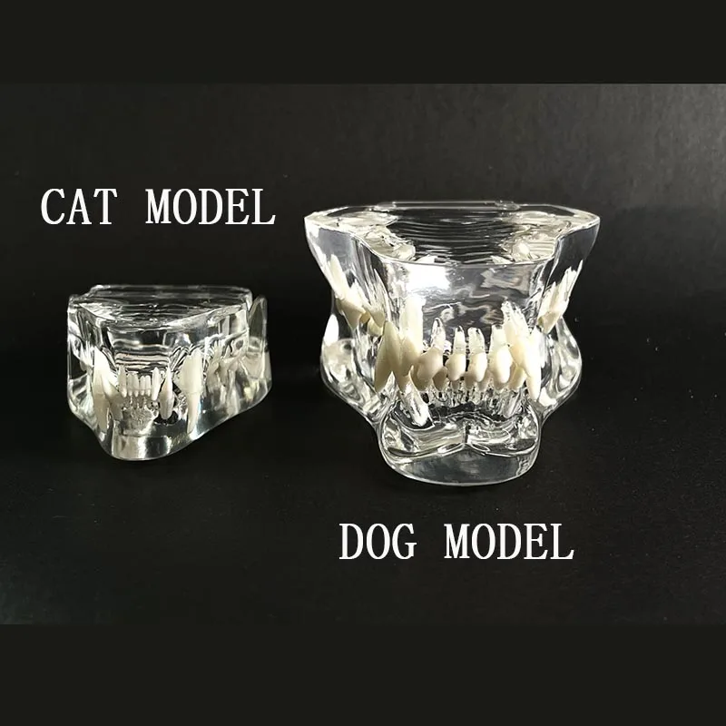 Dental Animal Resin Teeth Dog Cat Pet Tooth Model Resin Tooth Veterinary Teeth Model  Dentist Dentisty Accessories