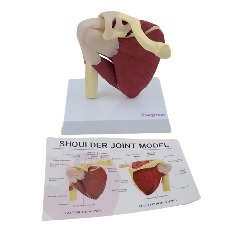 houlder Joint Anatomy Model - Movable Scapula Clavicle with Muscle AttacJVLAB hments, Medical Skeletal Teaching Demonstration