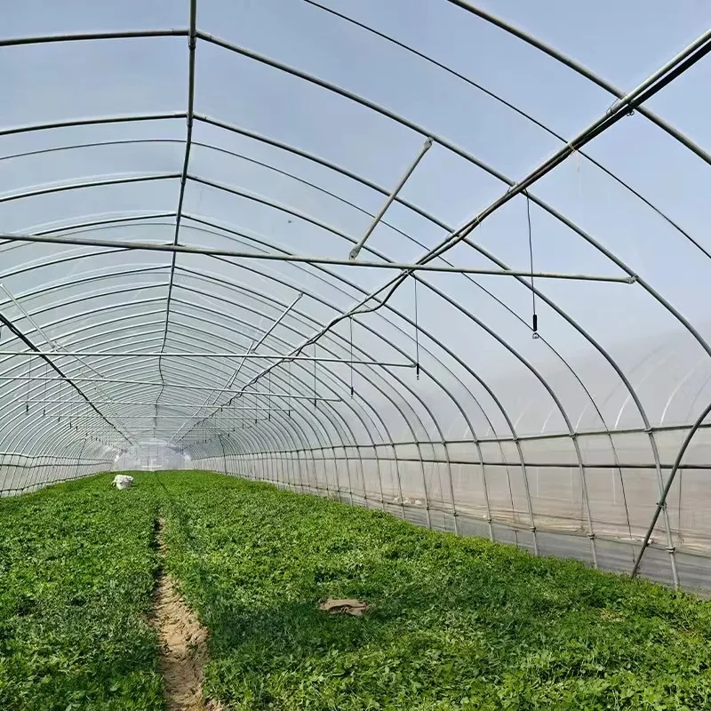

High Quality Agricultural Greenhouse for Vegetable and Flower Growing
