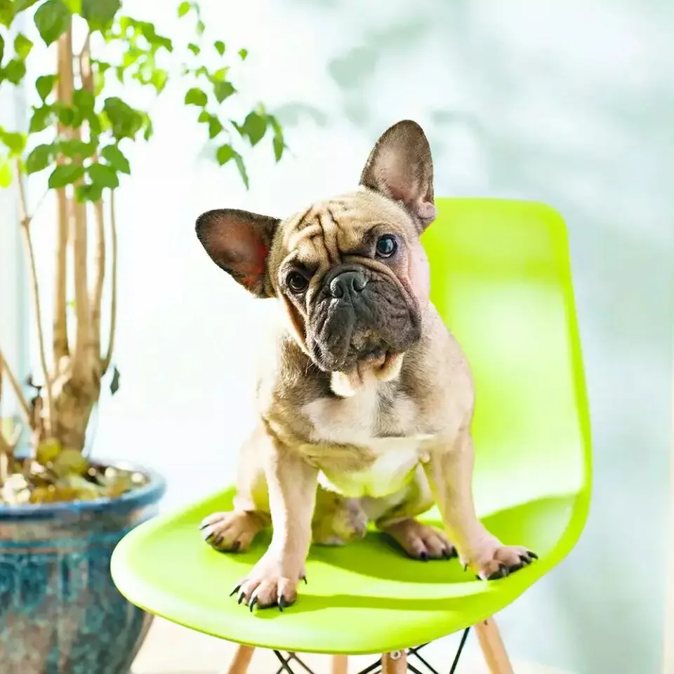 새로운 YN35mm YONGNUO 35mm F/2 광각 대구경 고정 초점 자동 초점 렌즈 니콘용