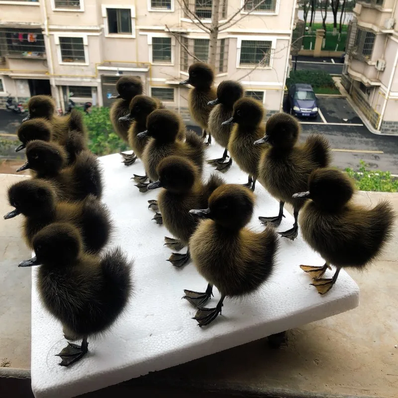 A Real Stuffed Chinese Duck, Tasseled Animal Specimen, Teaching and Decoration