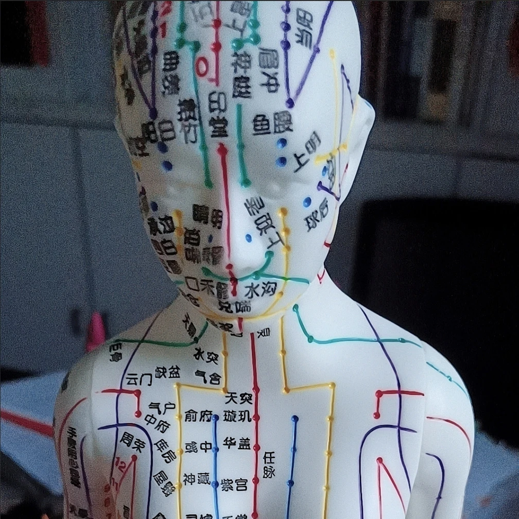 남녀공용 의료 교육기구, 흰색 구리 자오선 모델, 인체 침술 포인트, 남녀공용 교육 바디 모델, 52cm