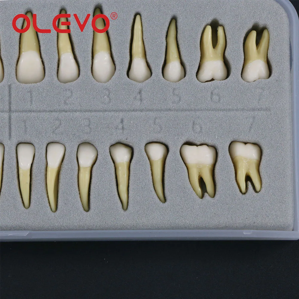 Olevo โมเดลฟันปลอม1:1ฟันแบบถาวรเพื่อสาธิตการเรียนการสอนแบบถอดได้ M7021 M7022ทันตแพทย์