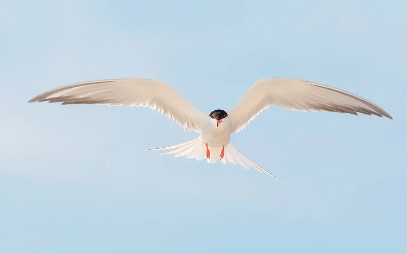 

Бесщеточный двигатель BETAFPV 2006 2400KV — 6S, для гоночных дронов и микродронов своими руками