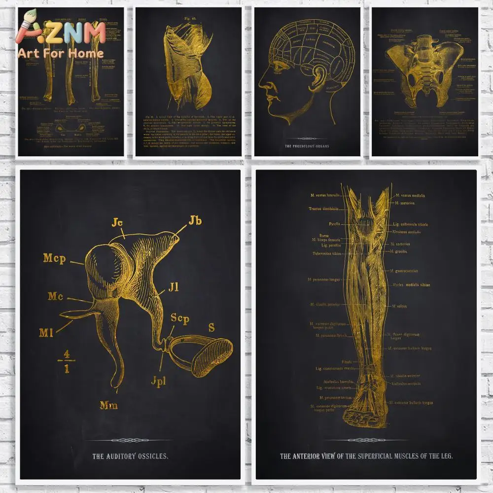 AZNM Gold Human Anatomy Canvas Wall Art Vintage Skeleton Muscle Medical Diagram Clinic Office Decor Poster Unframed