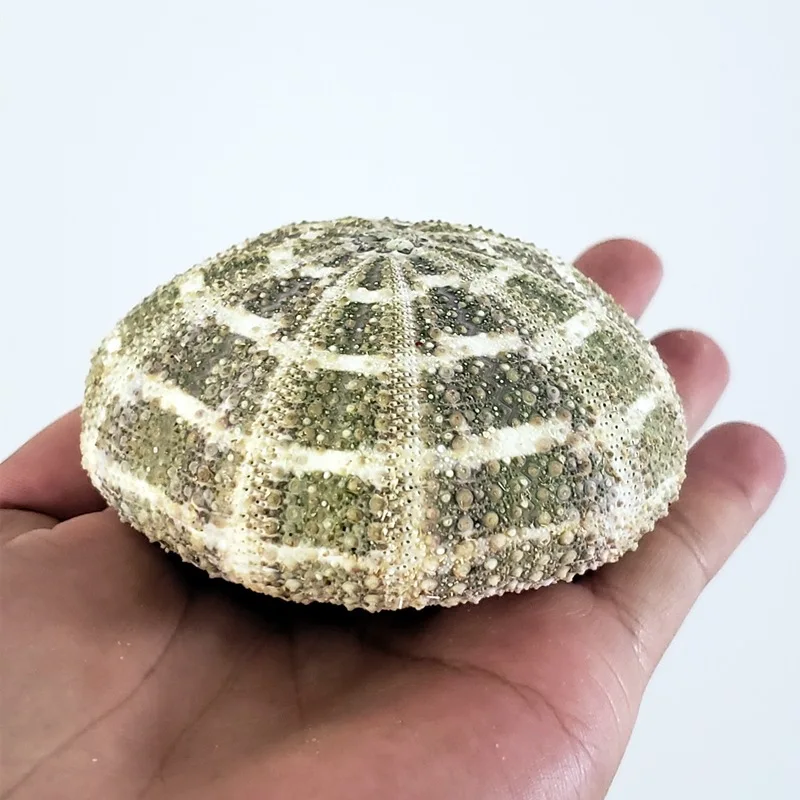 Manufacturer Wholesale Natural Shell Conch Handicraft Series, Multiple Styles and Sizes of Sea Urchin Shell Creative Home Decora