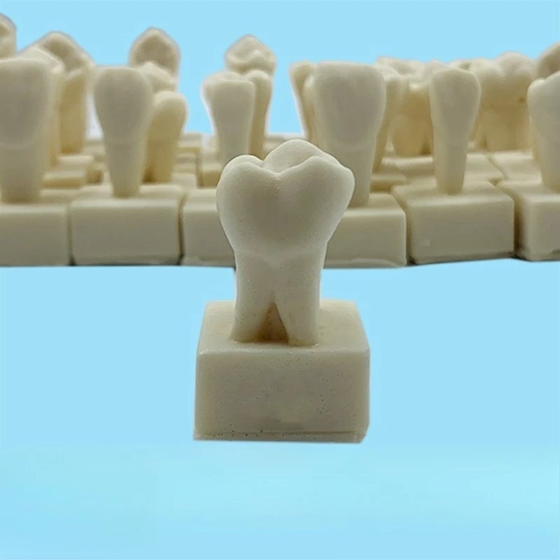 Lab 28 Teeth Standard Model 1.2 Times Permanent Teeth with Base Model Student Engraved Teeth Reference Model Tool