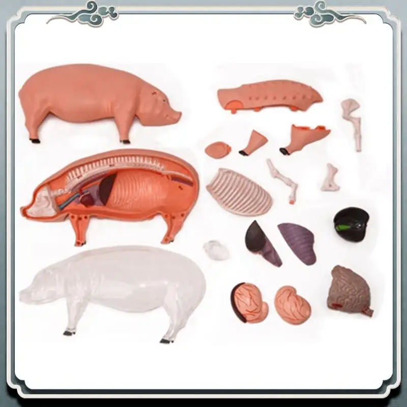 

Premium 4D Vision Pig Organ Anatomy Model Animal Puzzle For Kids And Students Veterinary Teaching Model