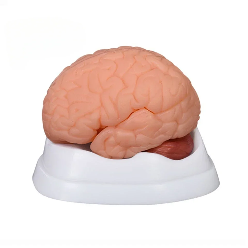 High quality school training model Anatomical medical brain model New Style Brain Model 9 Parts