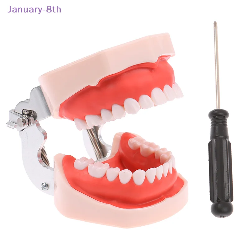 28 Teeth Dental Model Training Typodont Teeth Model Dental Technician Practice Teaching Gum Teeth Jaw Model Dentistry Equipment