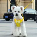 Yellow-M