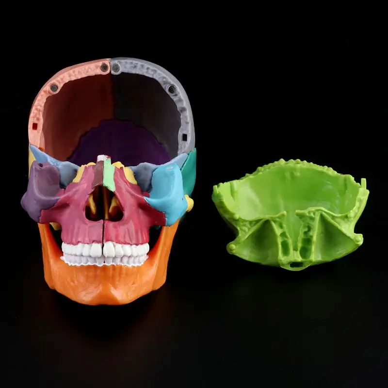 1set 4D Disassembled Color Skull Anatomical Model Detachable Medical Teaching Aids