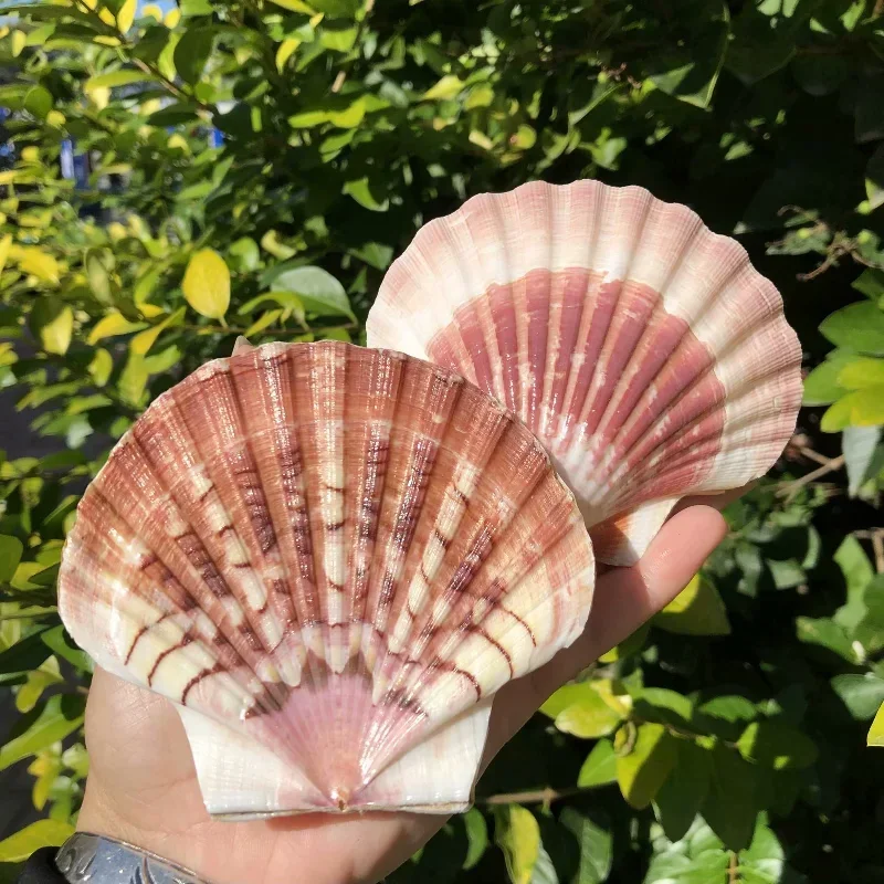 Espécimen de estrella de mar de concha y concha Natural, vieiras de Reina, decoración creativa de paisajismo de pecera DIY, adornos para el hogar