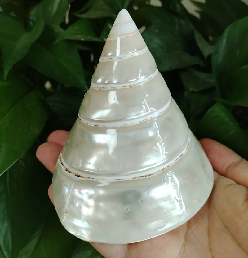 Large Pearled Trochus Shell Natural Polished Tower Seashell Decoration Collection Specimen Snail Fish Tank Landscape Decoration