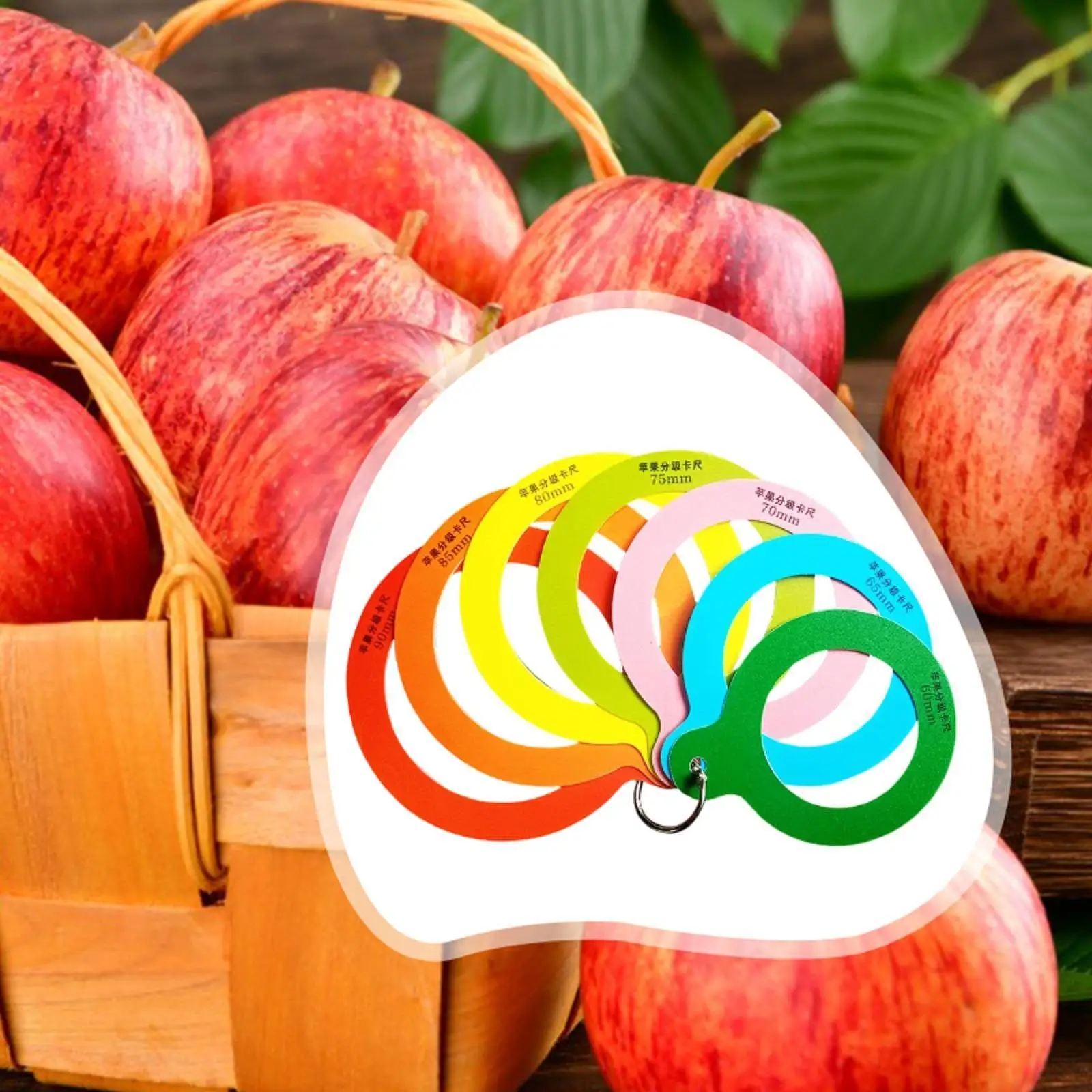 Professional Fruit Caliper Measurement Device Accurate Circle Measurer for Sorting Apples and Citrus Produce