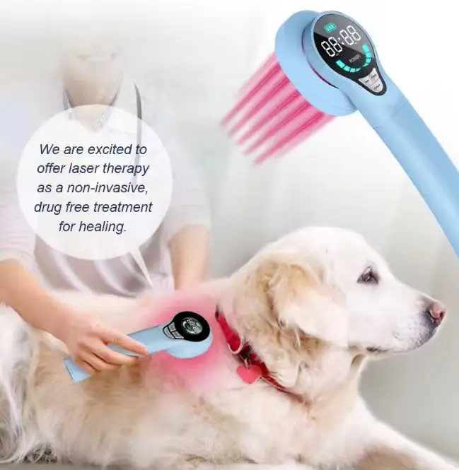 Household Pet Use Medical Instrument Arthritis Pain Relief 808nm 650nm LLLT Low Level Cold Laser Physiotherapy Dog Treatment