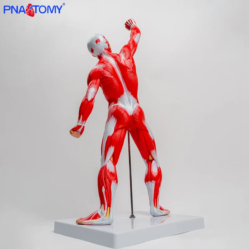 

A 50cm Anatomical Colored Full-body Muscle Model for Muscular Individuals