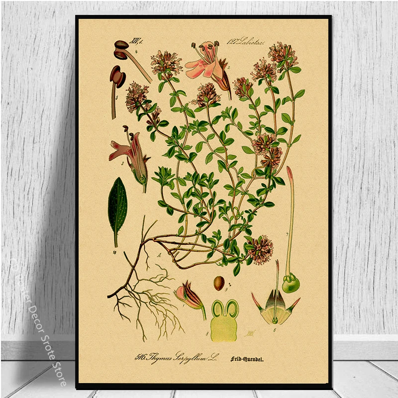 الأعشاب الطهي المشارك يطبع زهرة العشبية النباتية الرسوم التوضيحية كرافت ورقة Vintage غرفة المنزل المطبخ الفن جدار ديكور اللوحة #4