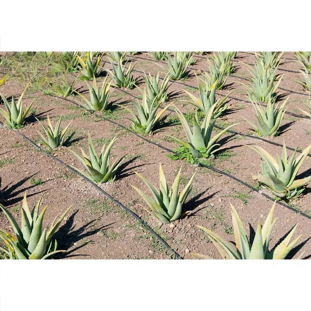Smart Drip Irrigation System Design with PE Cover for Multi-Span Agricultural Greenhouses-Custom Kit for Project Success