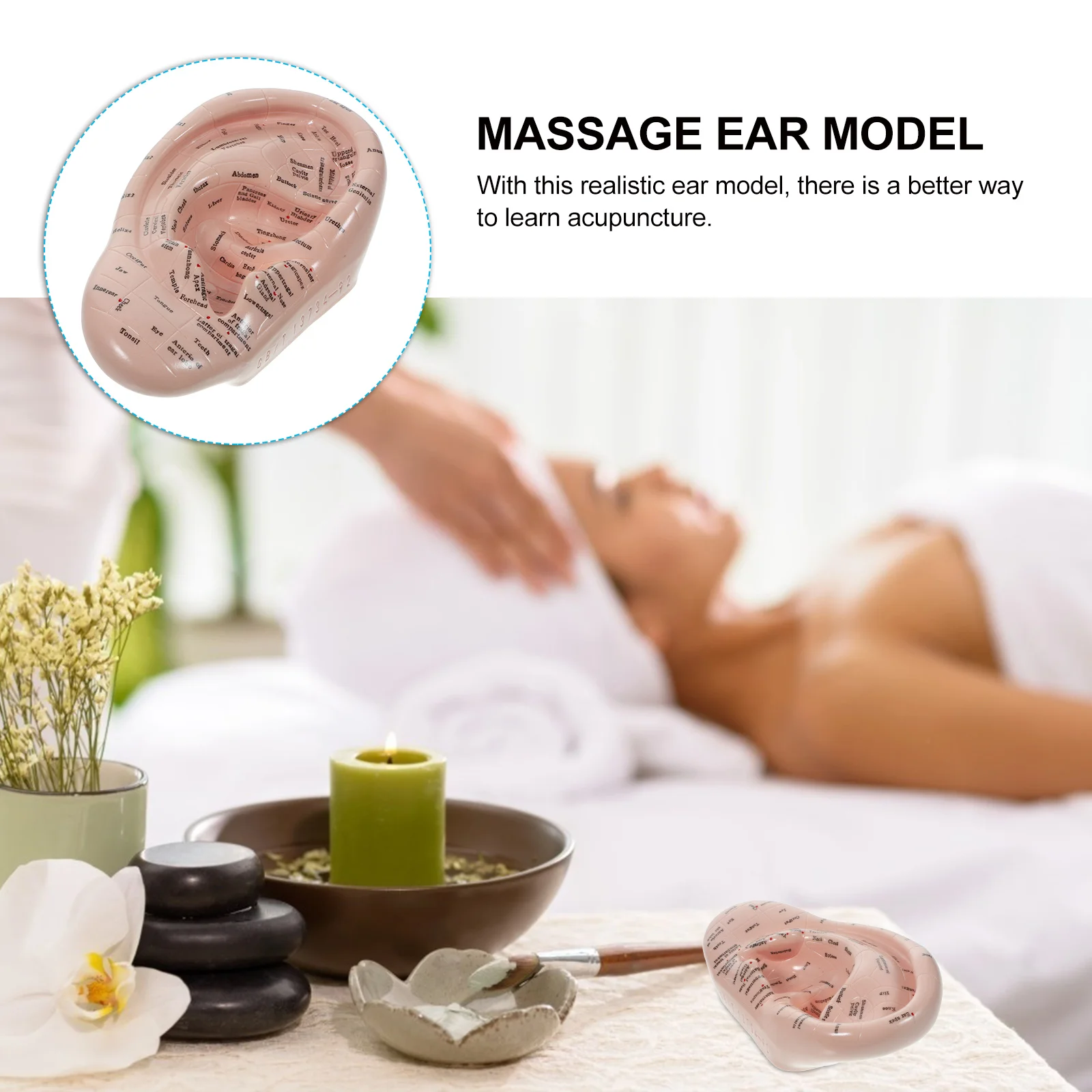Auricular Model Massage Ear Emulation Acupoint Learning Tool Massager Props Teaching Mold Lettering Pvc Soft Glue Facial Tools