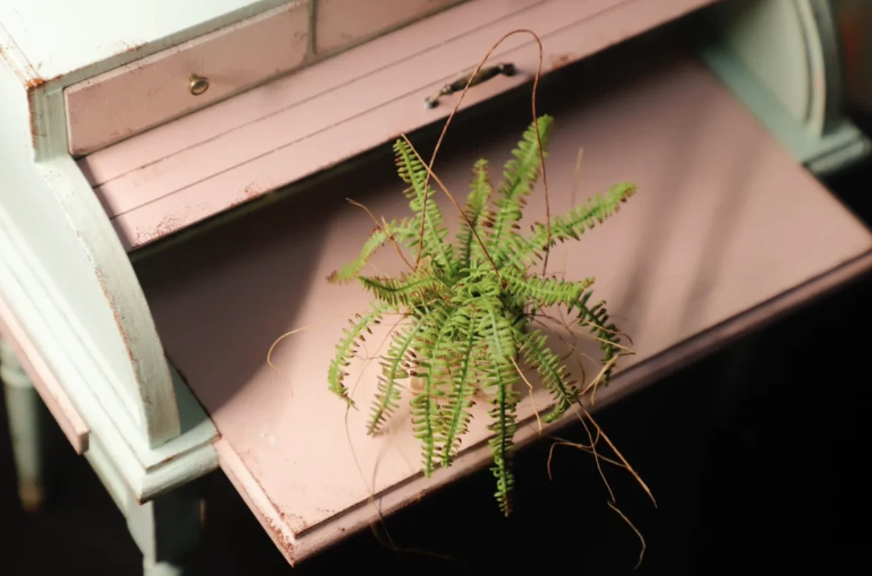 1:6 Miniature Plant Set, Handmade Realistic Fern Maple Caladium Potted,Exclusive Custom Sizes BJD Dollhouse Garden Bjd Decor Art