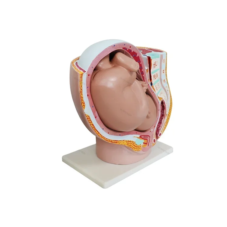 SY-N013 Pregnant Female Pelvic Anatomy Medical Urinary Uterus Baby Model