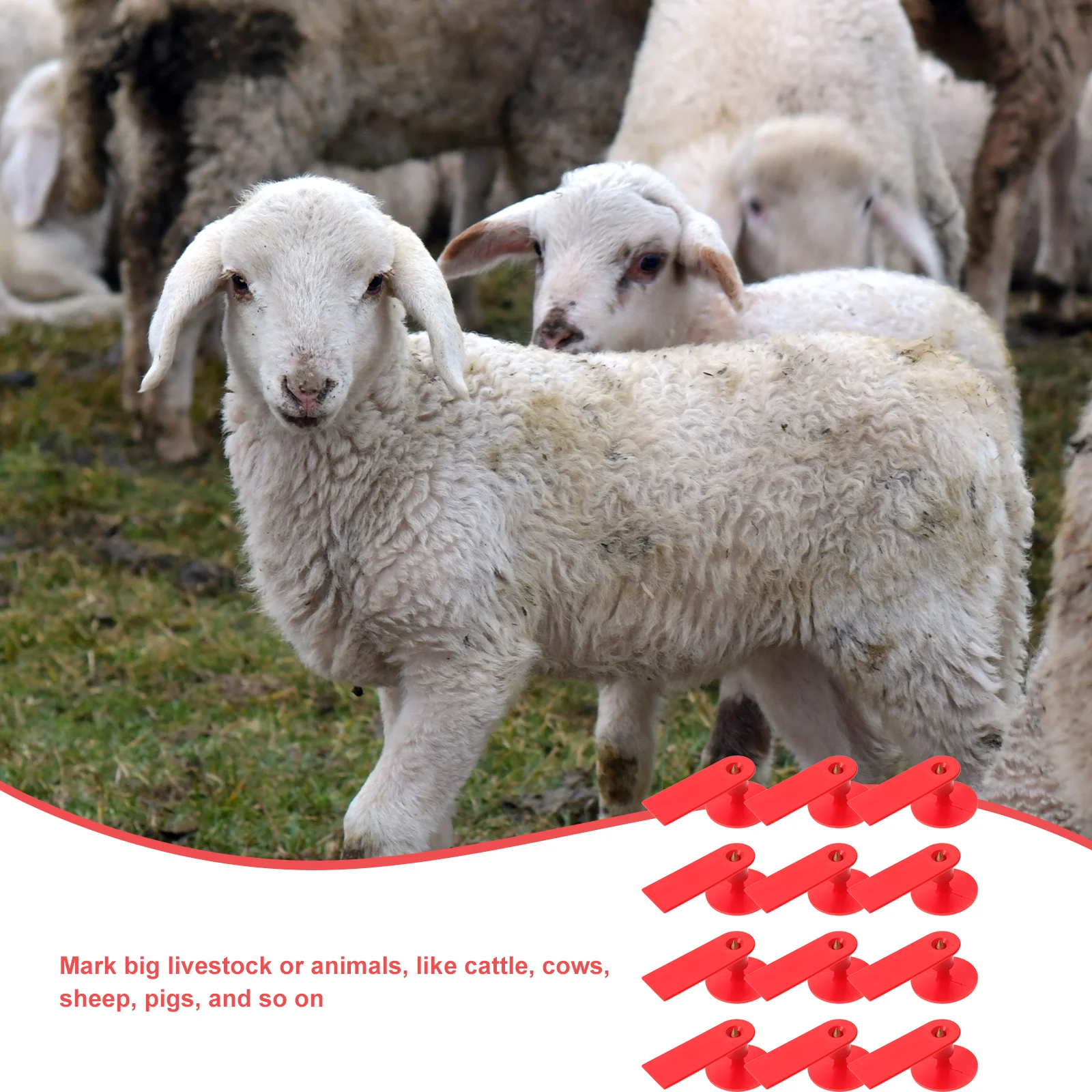 100 etichette per orecchie di pecora, etichette per cartelli animali, etichette piccole per bovini, kit di mucche, orecchie di capra